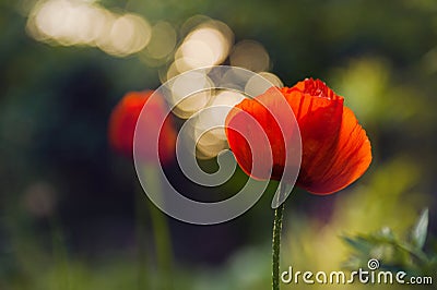 Two red poppy flower Stock Photo