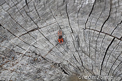 Two red Pyros bugs mate on the cut of wood Stock Photo