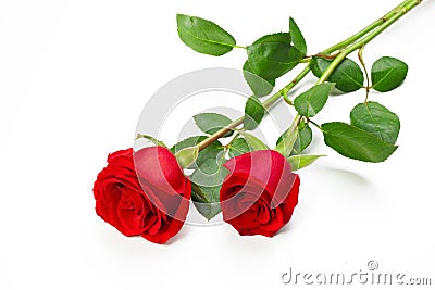 two red roses Stock Photo