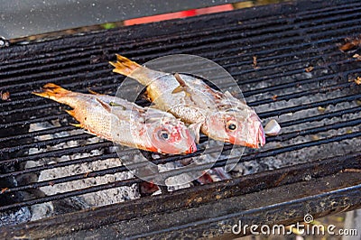 Two red snappers Stock Photo