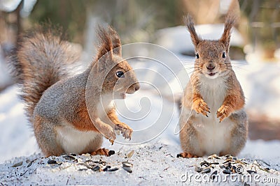 Two red squirrels eat seeds in winter forest, squirrel family Stock Photo