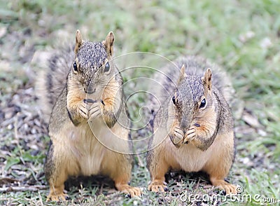 Two Red Squirrels Eating Sunflower Seeds Stock Photo