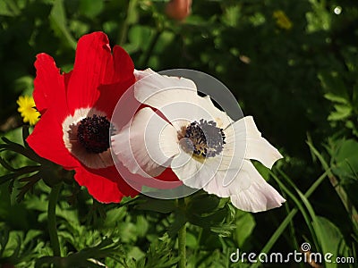 Two red and white anemone flowers Stock Photo