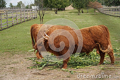 Two redheads and cows in a large enclosure eat young green shoots of corn Stock Photo