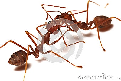 Two red ants communicating Stock Photo
