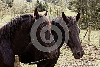 Two relaxed horses in the country behind fence Stock Photo
