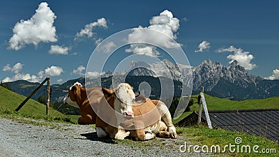 Alpine Cows, Kitzbuheler Alpen, Tirol, Austria Stock Photo