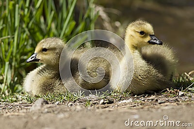 Two resting goslings. Stock Photo