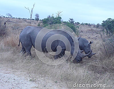 Two Rhino Stock Photo
