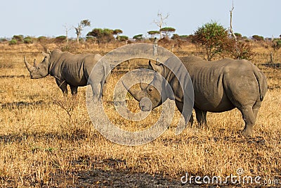 Two rhino standing on open area looking for safety from poachers Stock Photo