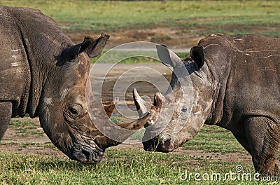 Two rhinoceros fighting with each other. Kenya. National Park. Africa. Cartoon Illustration