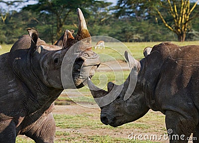 Two rhinoceros fighting with each other. Kenya. National Park. Africa. Cartoon Illustration