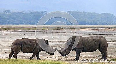 Two rhinoceros fighting with each other. Kenya. National Park. Africa. Cartoon Illustration