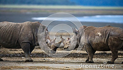 Two rhinoceros fighting with each other. Kenya. National Park. Africa. Cartoon Illustration