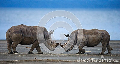 Two rhinoceros fighting with each other. Kenya. National Park. Africa. Cartoon Illustration
