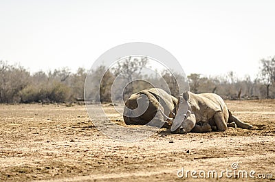 Two rhinoceroses in Hlane Royal National Park in eSwatini in Southern Africa Stock Photo