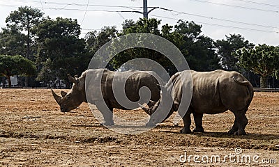 Two rhinoceroses Stock Photo