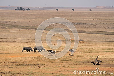 Two rhinoceroses and three ostriches Stock Photo