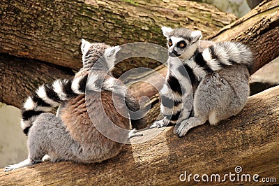 Two ring-tailed lemurs are sitting on a tree trunk Stock Photo