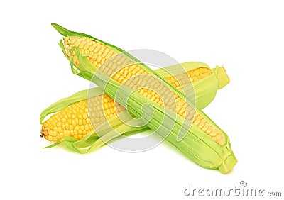 Two ripe corn on the cob with leaves (isolated) Stock Photo