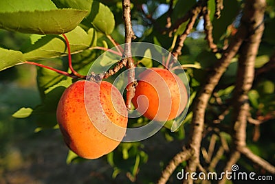 Two ripe orange juicy apricots on the tree in an orchard Stock Photo