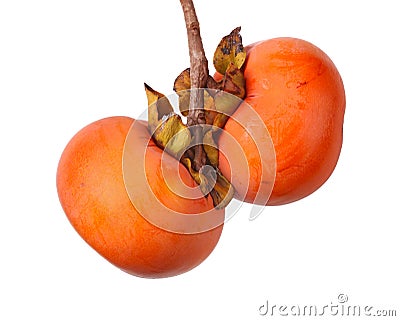 Two ripe persimmon fruits hanging from a tree Stock Photo