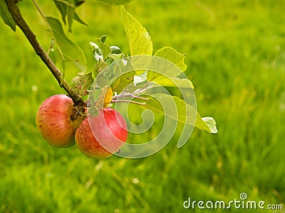 Ripe Red Apples Stock Photo