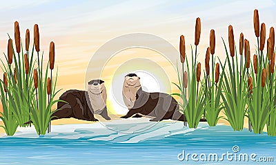 Two river otters sit on the banks of a river or lake in thickets of reeds. Eurasian otter Lutra lutra Vector Illustration