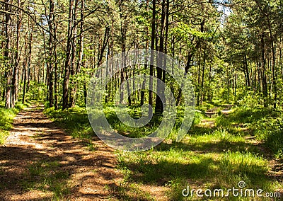 Two roads diverged in a green forest Stock Photo