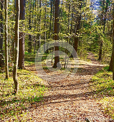 Two Roads diverged in a Wood and I took Stock Photo