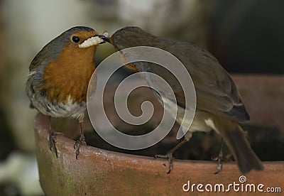 Robin on a post Stock Photo