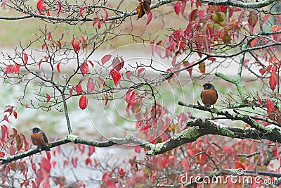 Two Robins in the Fall Stock Photo