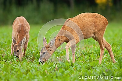 Two roe deer grazing on meadow in summertime nature Stock Photo