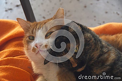 Romantic cats Stock Photo