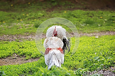 Two roosters black and white fight on the green grass in the backyard of the farm clashing their beaks Stock Photo