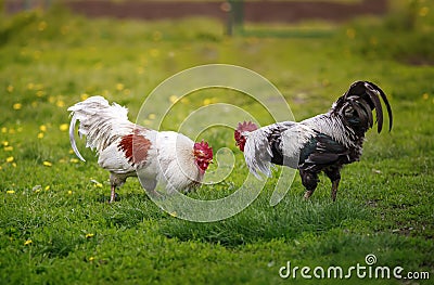 Two roosters black and white fight on the green grass in the backyard of the farm figuring out who is in charge Stock Photo