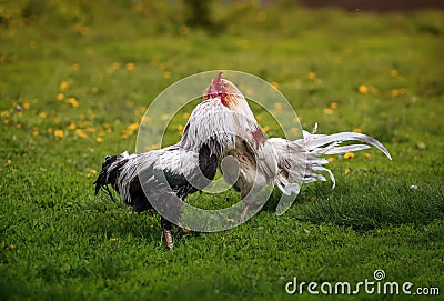 Two roosters black and white fight on the grass in the backyard of the farm figuring out who is in charge Stock Photo