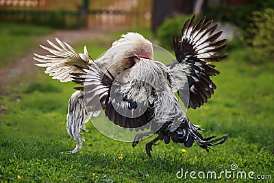 Roosters black and white fight on the green grass in the backyard of the farm flapping their wings Stock Photo