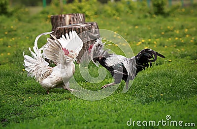 Two roosters black and white fight on the green grass in the backyard of the farm flapping their wings Stock Photo