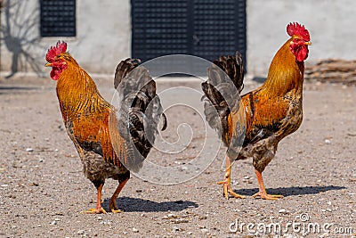 Two roosters facing different directions Stock Photo