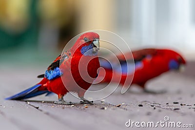 Two rosella parrots eating seed with a selective blur background Stock Photo