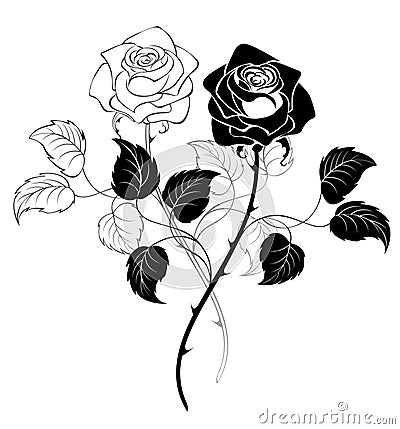 Two roses Vector Illustration