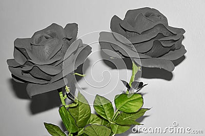 Two roses with a color concept Stock Photo