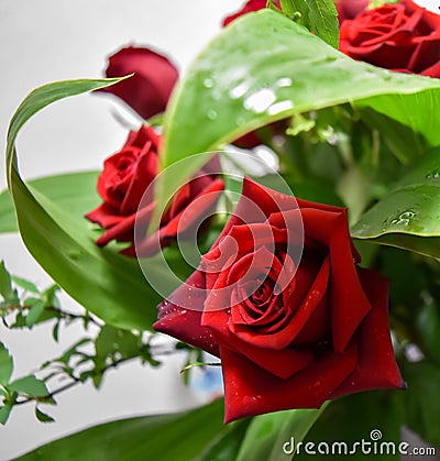 Two roses Red decoration flowers bouquet Stock Photo