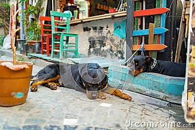 Two .rottweiler dogs lying in the street of Balat district in Istanbul Editorial Stock Photo