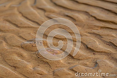 Two round jellyfish came together Stock Photo