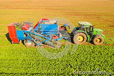 Two row Carrot Picker processing rows of ripe Carrots. Editorial Stock Photo