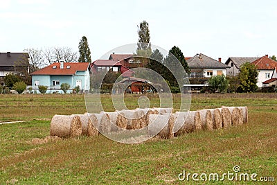 Two rows of packed dry hay bales wrapped in transparent net for easier storage left in local field surrounded with uncut grass Stock Photo