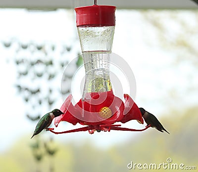 Two Ruby Throated Hummingbirds, sitting and drinking, on a bird feeder in the spring in Trevor, Wisconsin Stock Photo