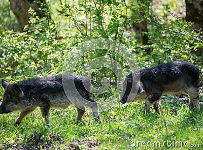 Two running black hairy pigs breed Hungarian Mangalica Stock Photo